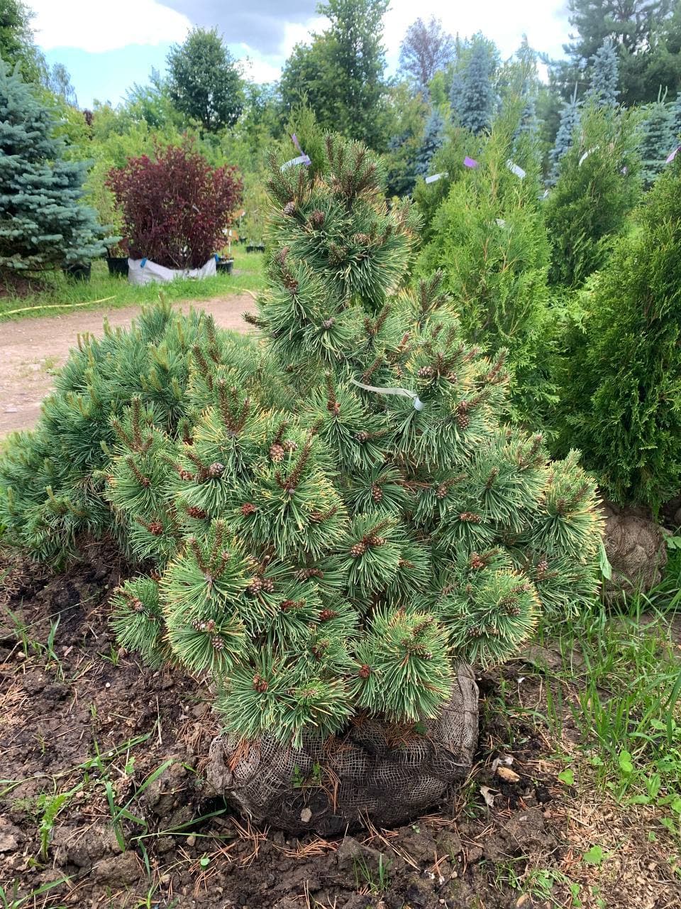 Сосна горная Голден Глоу - изображение 1
