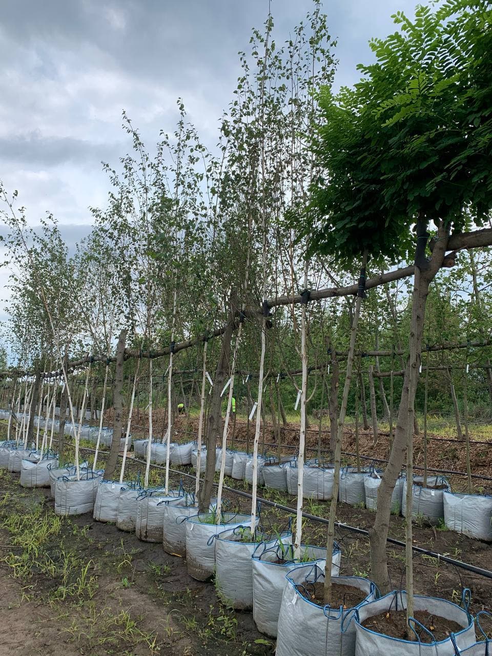 Береза полезная Дооренбос - изображение 1