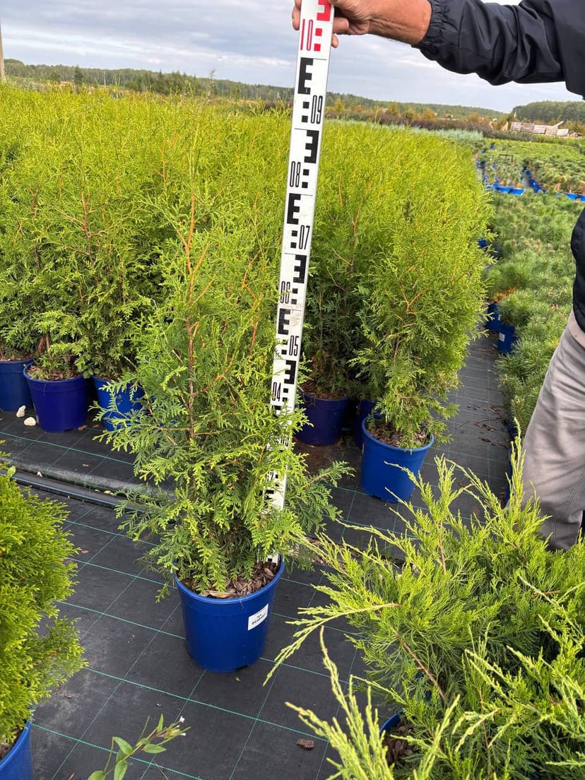 Туя западная Брабант