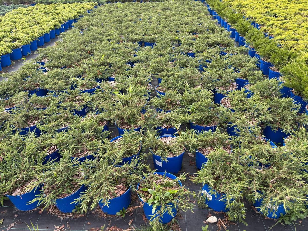 Можжевельник обыкновенный Репанда - изображение 1