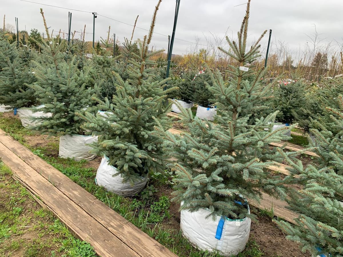 Ель колючая Кейбаб - изображение 1