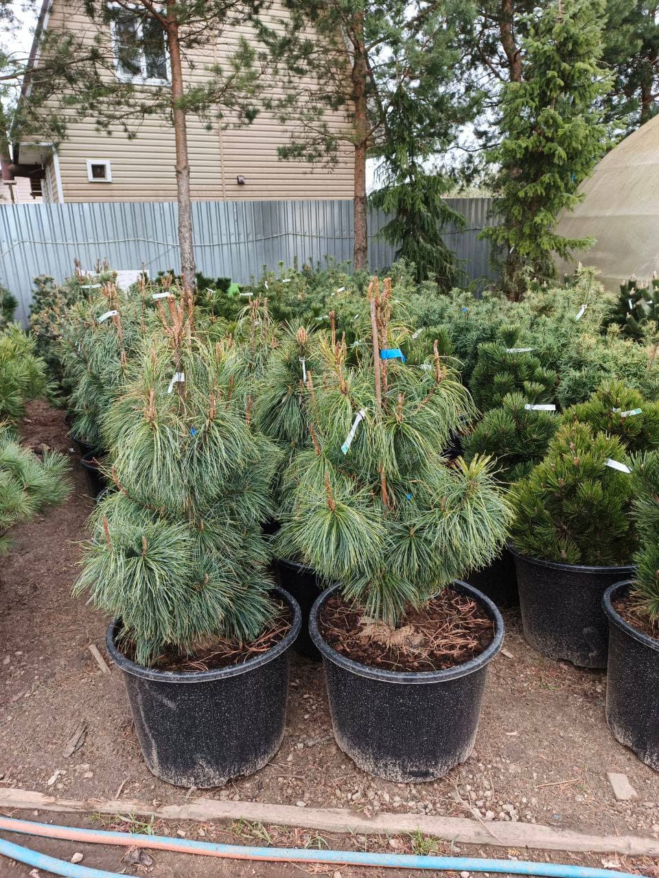 Сосна кедровая сибирская - изображение 1