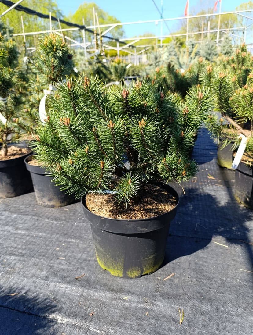 Сосна обыкновенная Глаука Нана