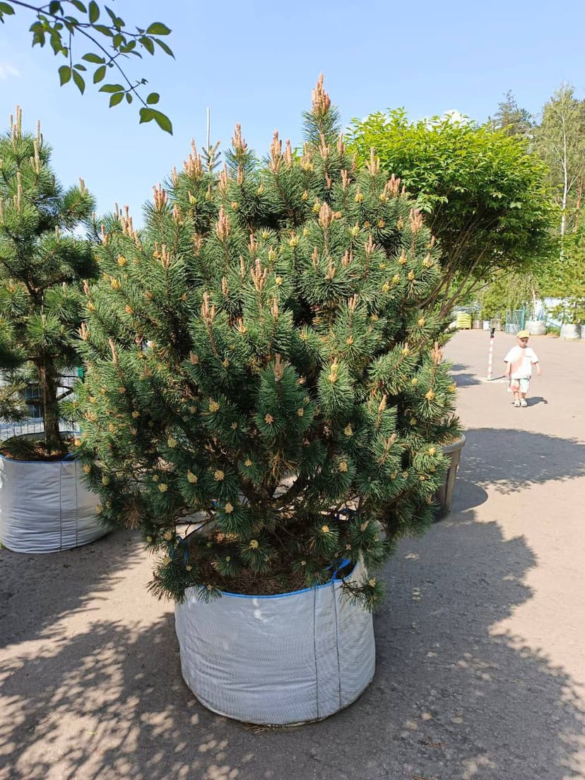 Сосна черная Колумнарис