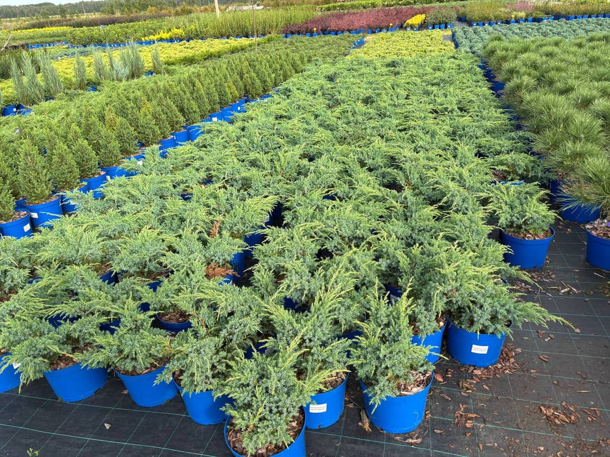 Можжевельник чешуйчатый Блю Свид - изображение 1