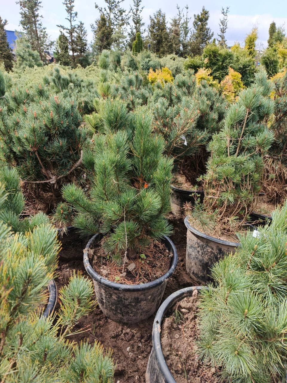 Сосна кедровая европейская Компакта Глаука - изображение 1