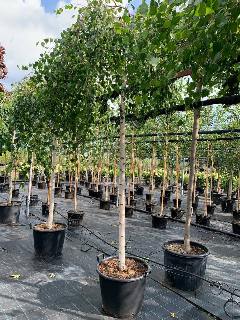 Береза повислая Юнги