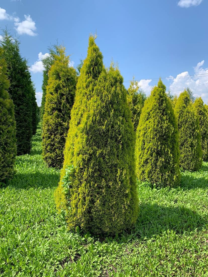 Туя западная Голден Смарагд