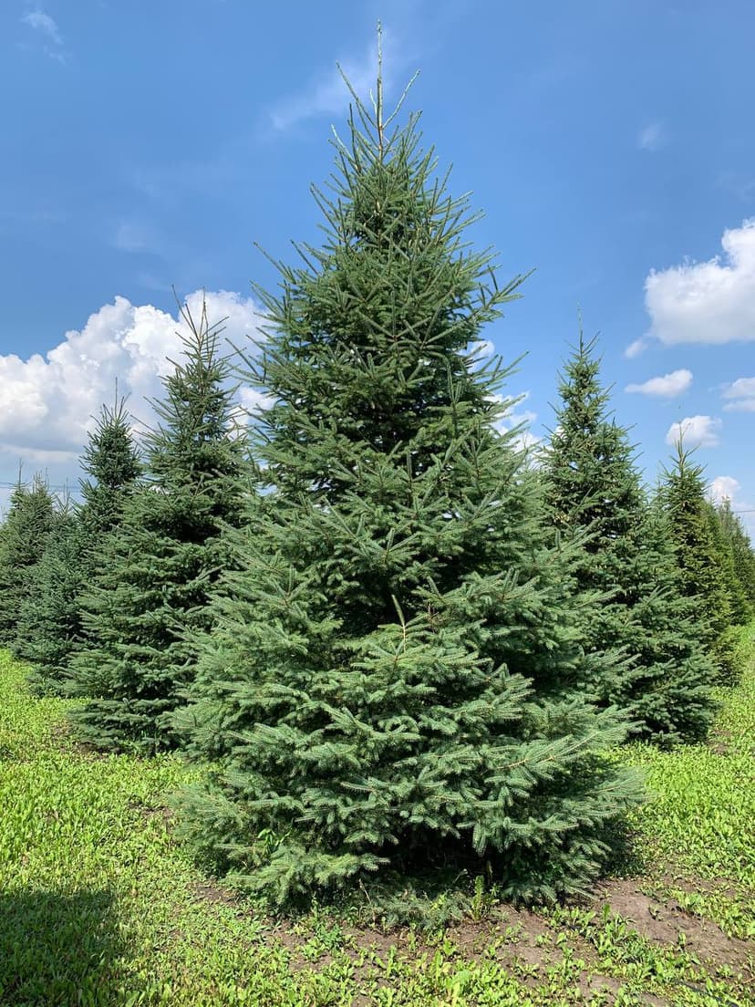 Ель канадская формированная