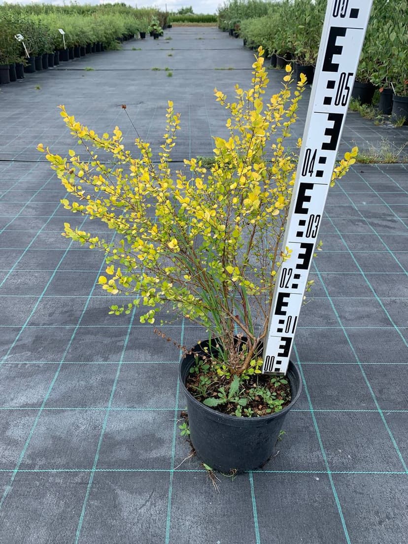 Береза карликовая Голден треже