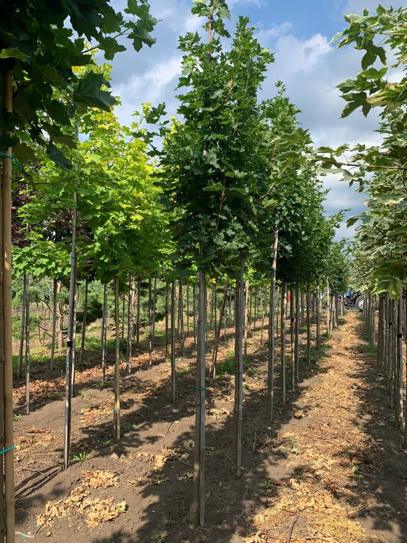 Клен остролистный Кливленд