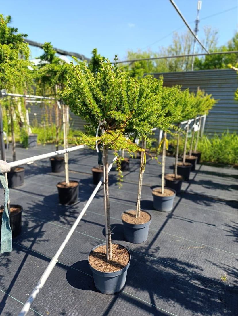 Лиственница европейская Корник