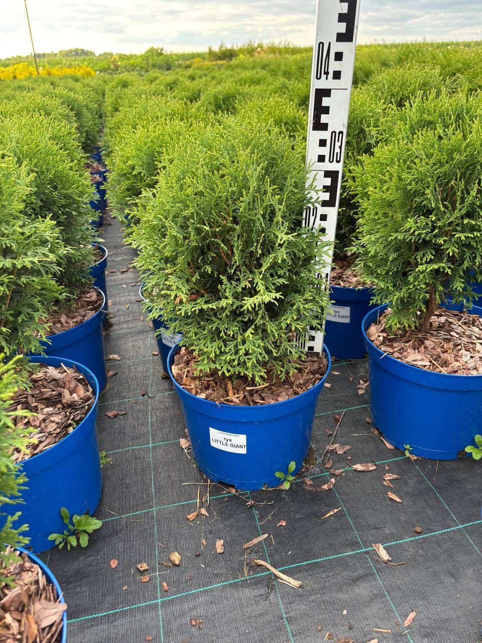 Туя западная Литл Гиант - изображение 1