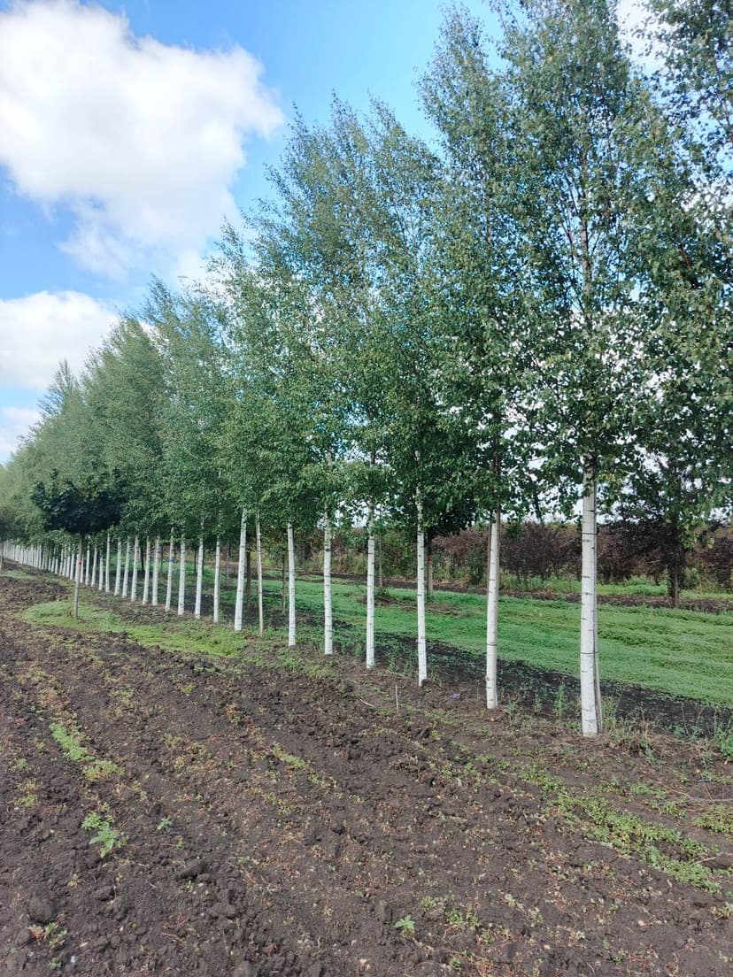 Береза повислая Звитсерс Глори