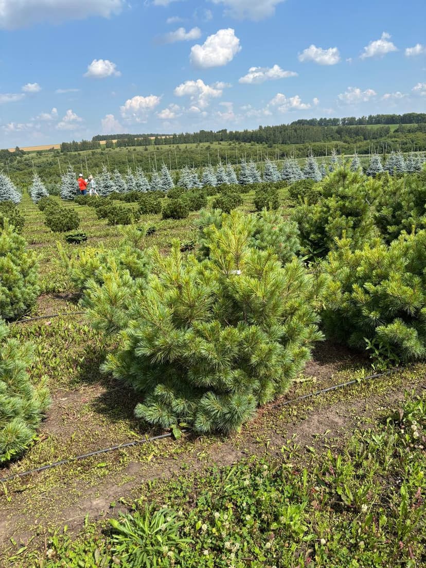 Сосна веймутова радиата