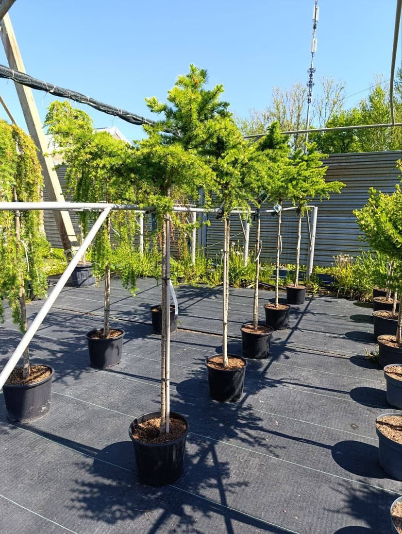 Лиственница европейская Литтл Богл