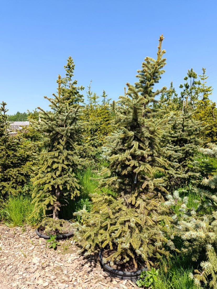 Ель колючая Костер