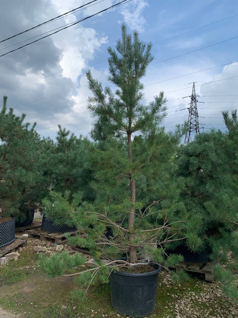 Сосна обыкновенная Дирхев - изображение 1