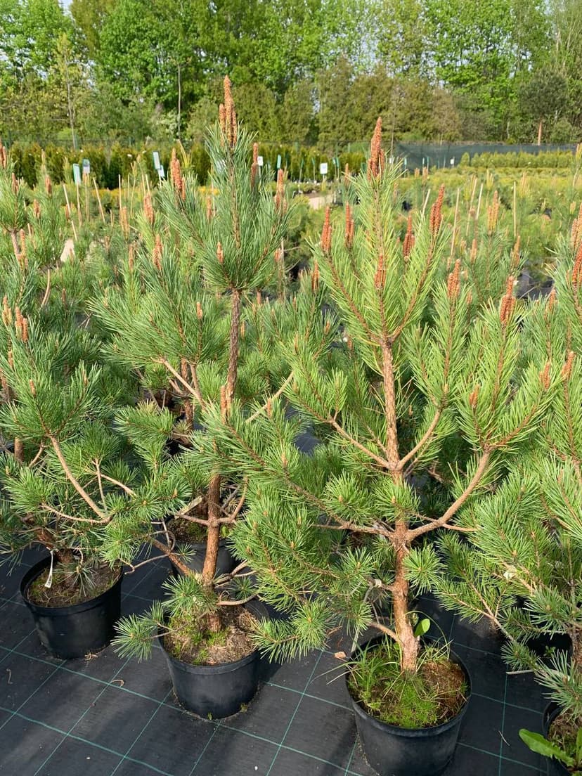 Сосна обыкновенная Ватерери