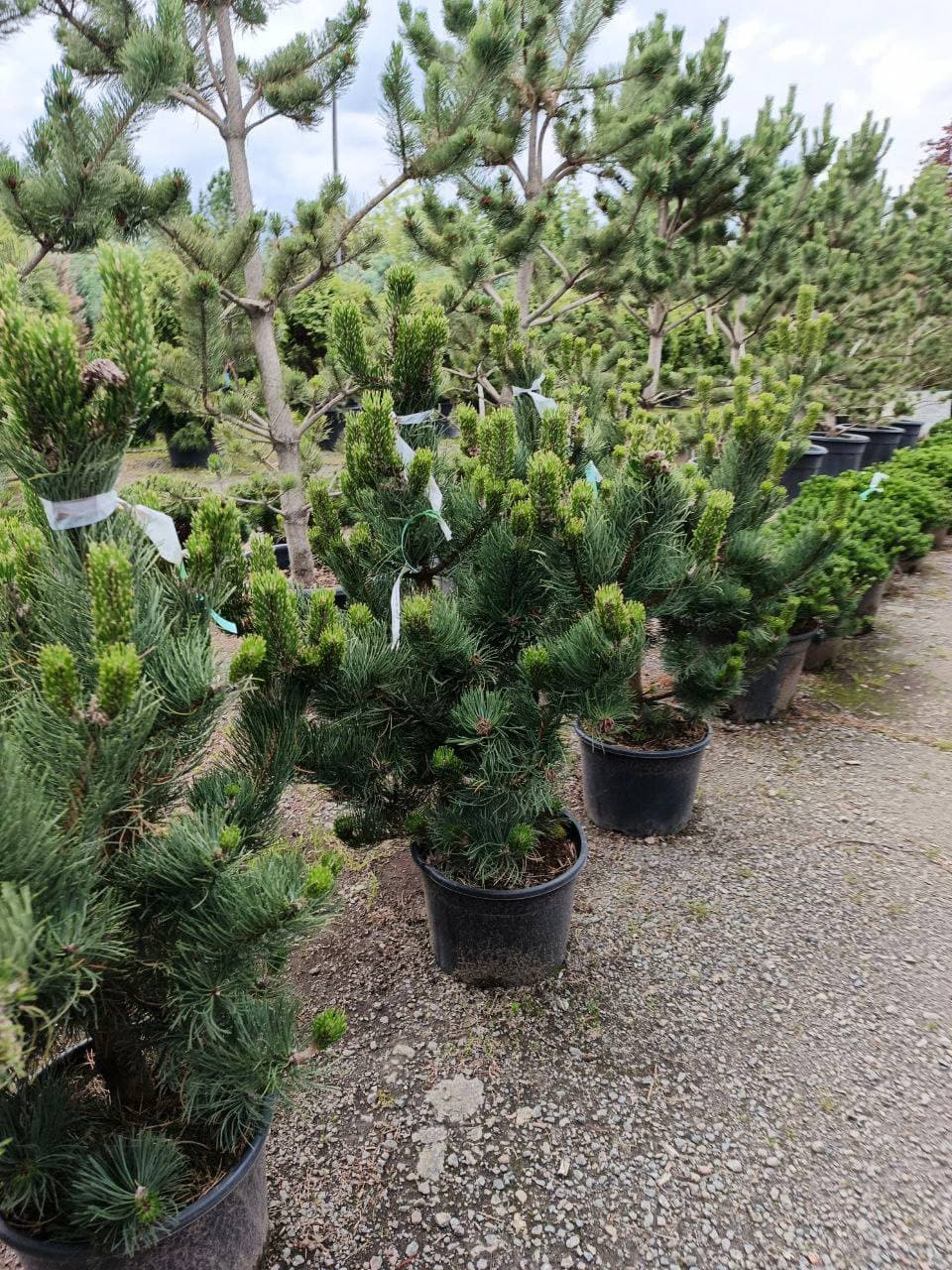 Сосна черная Орегон Грин - изображение 1