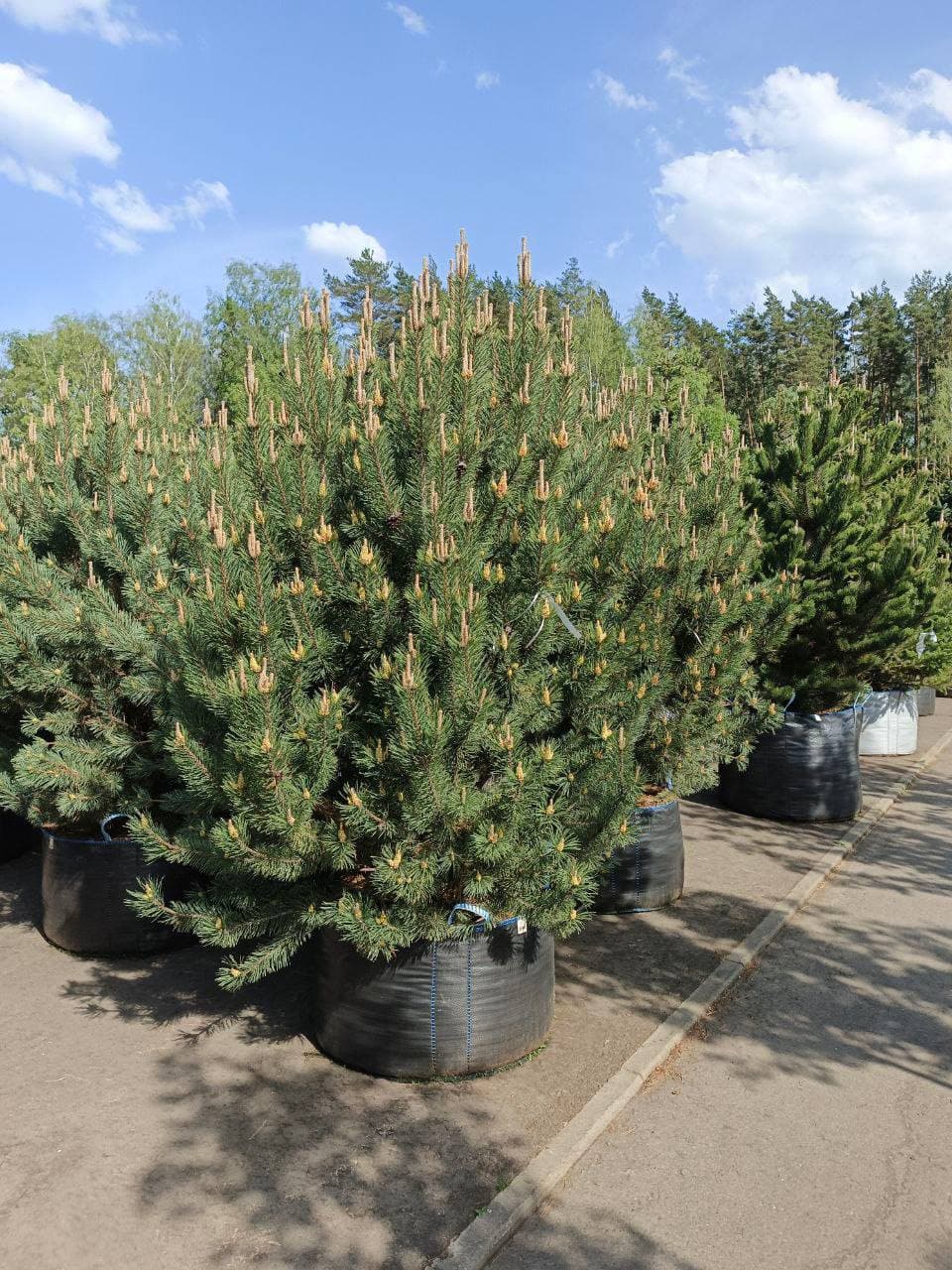 Сосна горная Риги - изображение 1