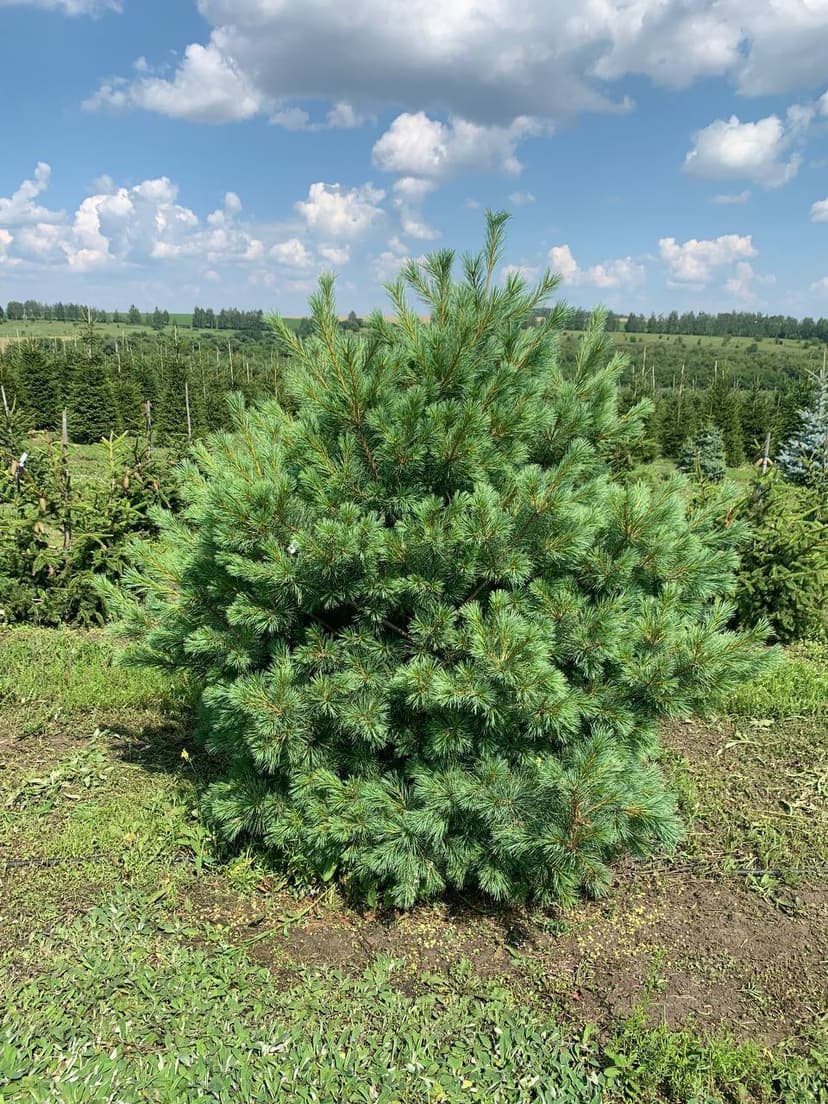 Сосна веймутова Макопин