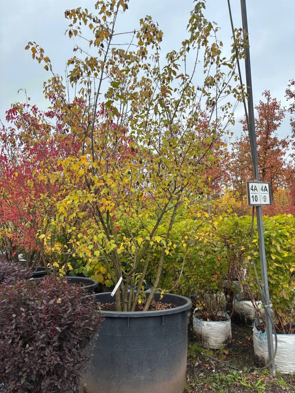 Клен Гиннала - изображение 1