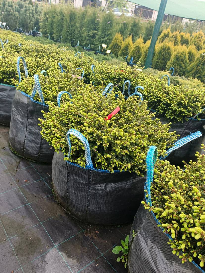 Ель обыкновенная Нидиформис