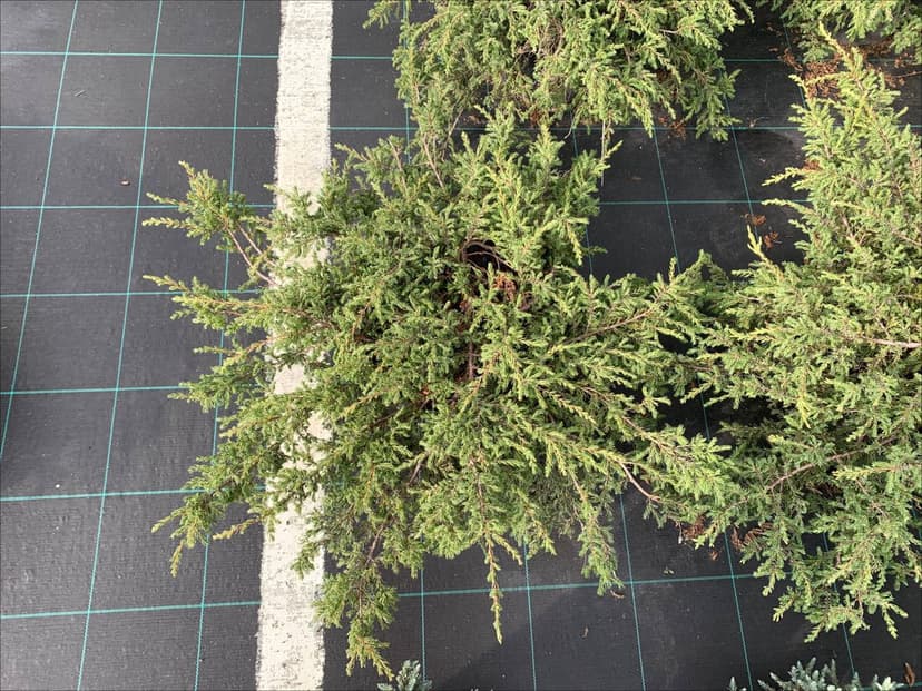 Можжевельник обыкновенный Репанда