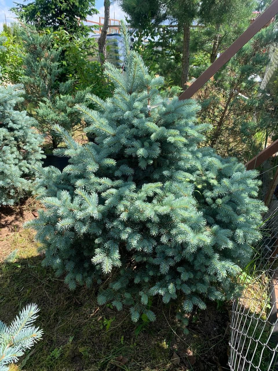 Ель колючая Марси - изображение 1