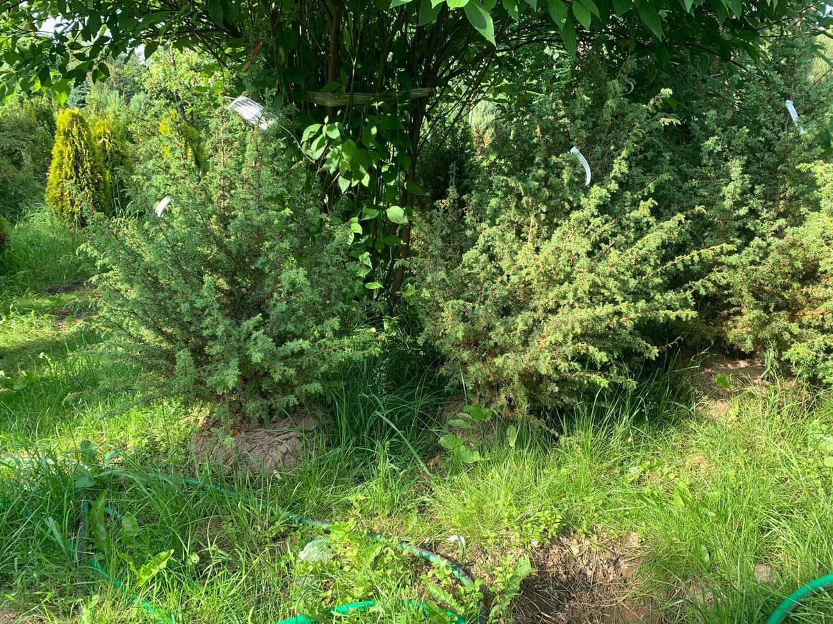 Можжевельник обыкновенный Хиберника - изображение 1