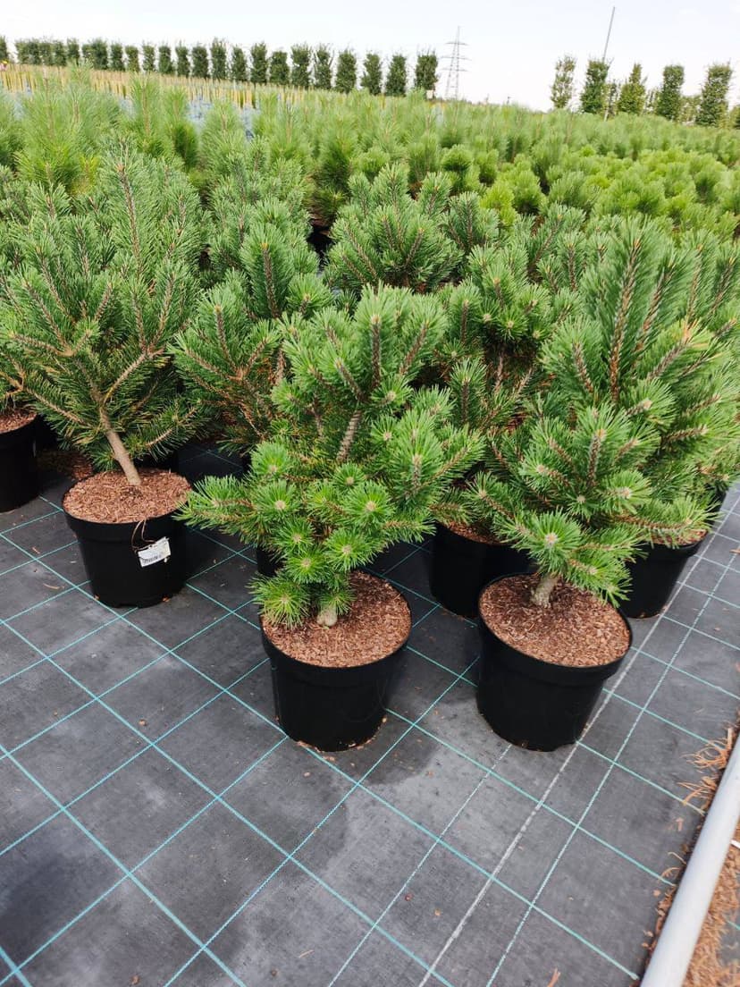Сосна горная Гном