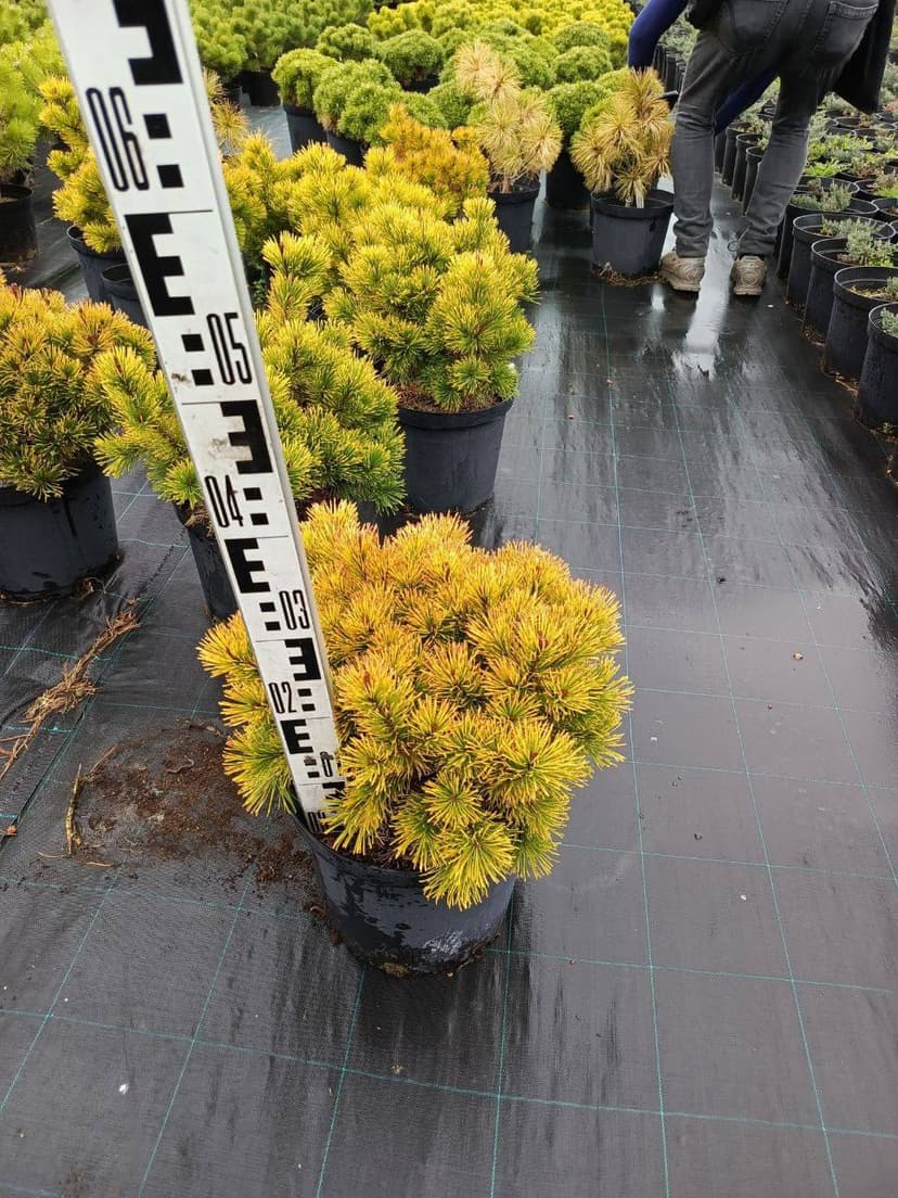 Сосна горная голд стар