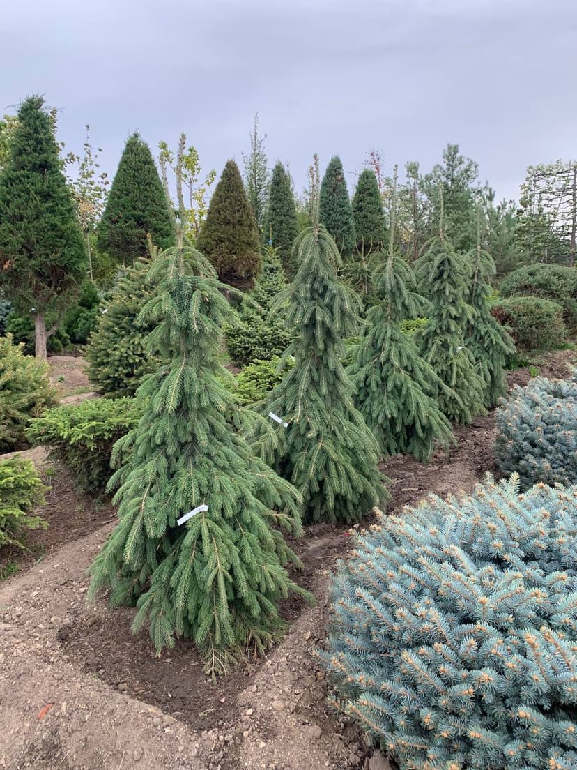 Ель канадская Пендула