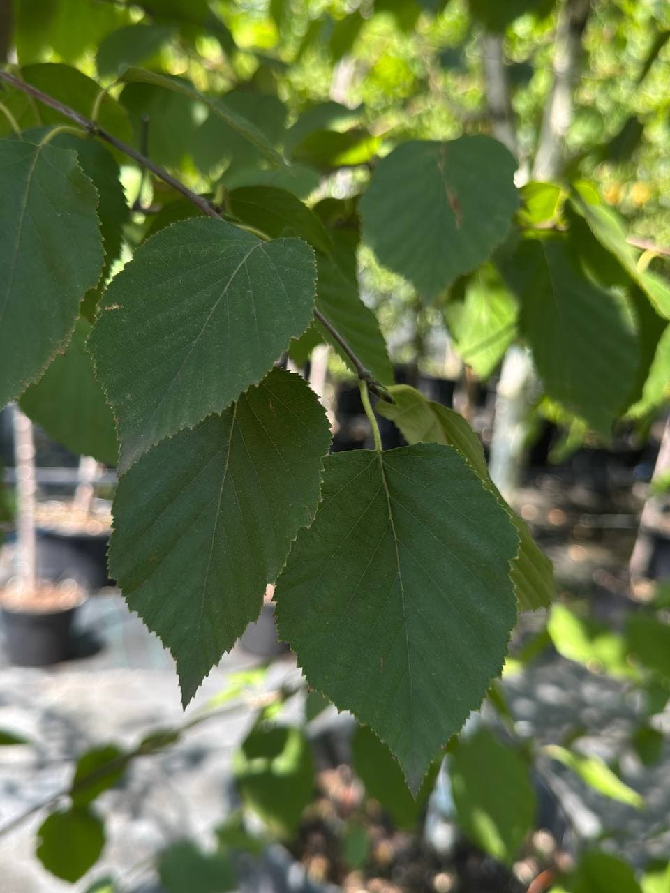 Береза бумажная - изображение 1