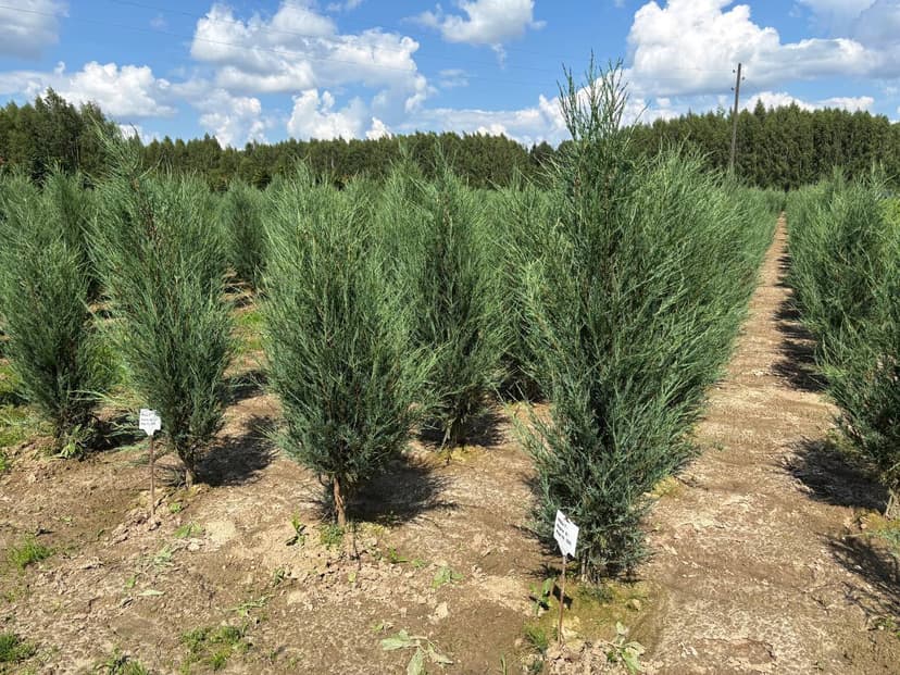 Можжевельник скальный фишт