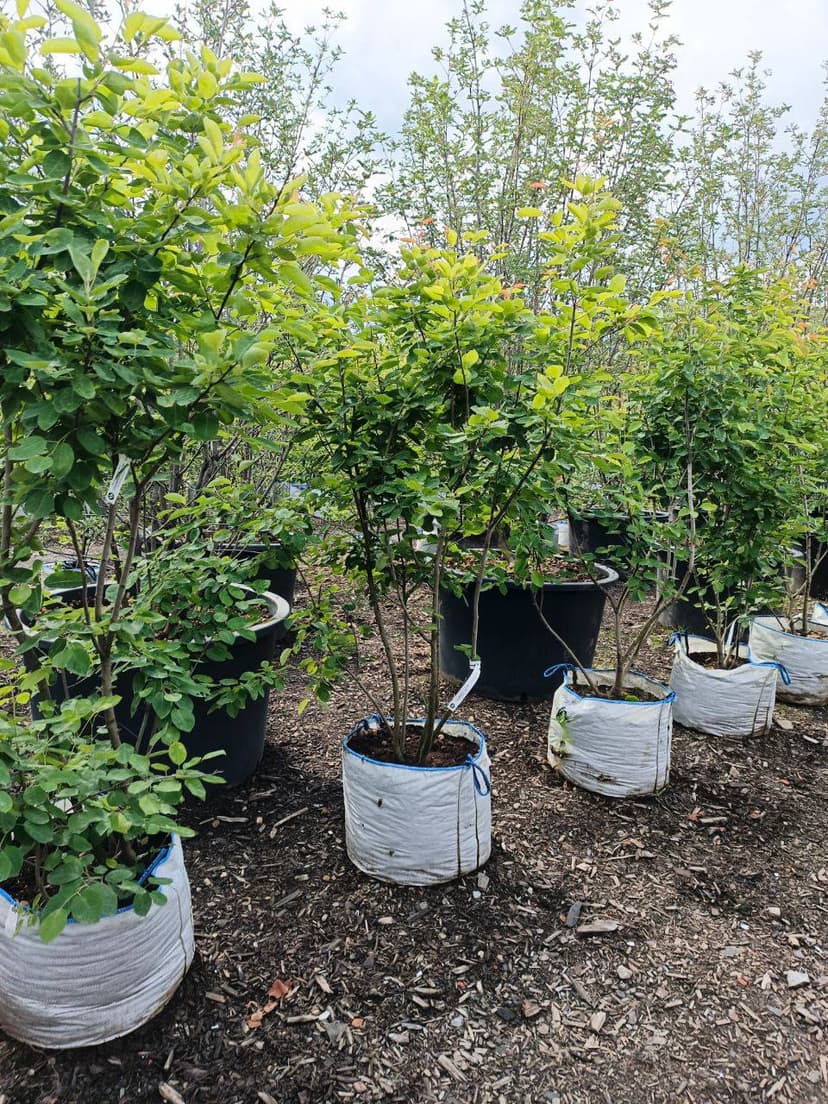 Ирга Ламарка