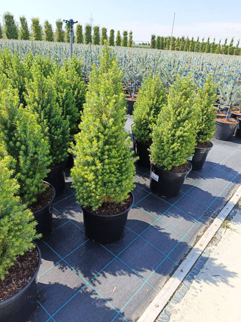 Ель канадская Перфекта