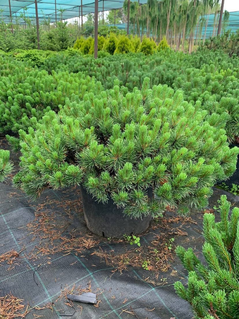 Сосна горная Пумилио