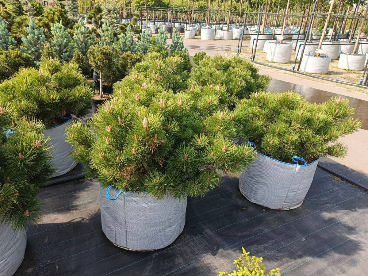 Сосна черная Нана - изображение 1