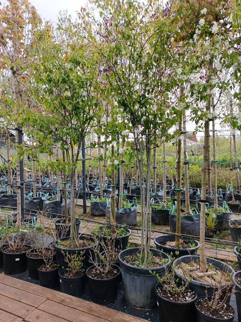 Ирга Ламарка Робин Хилл