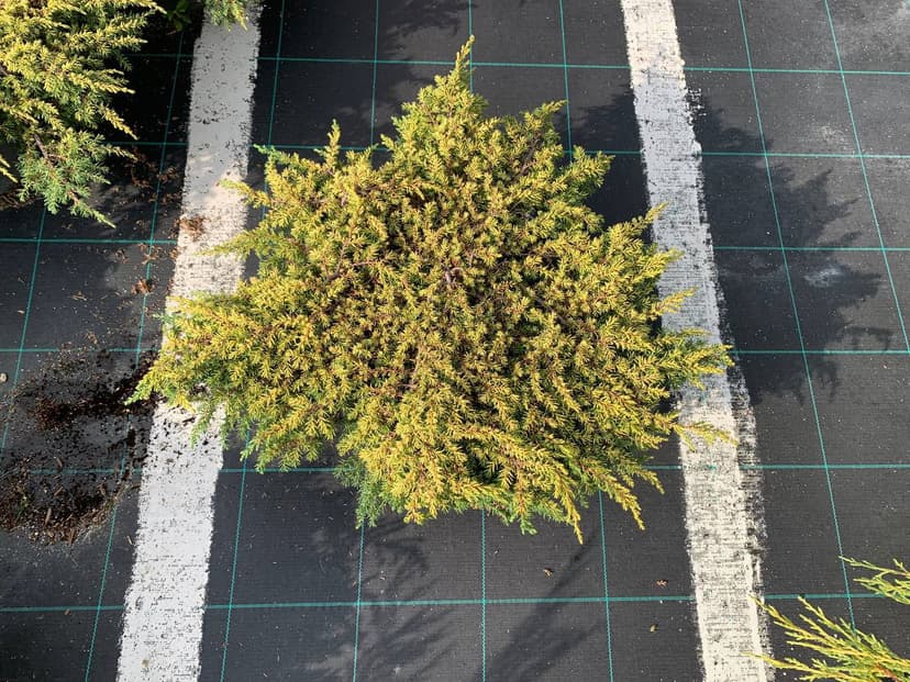 Можжевельник обыкновенный Лемон карпет