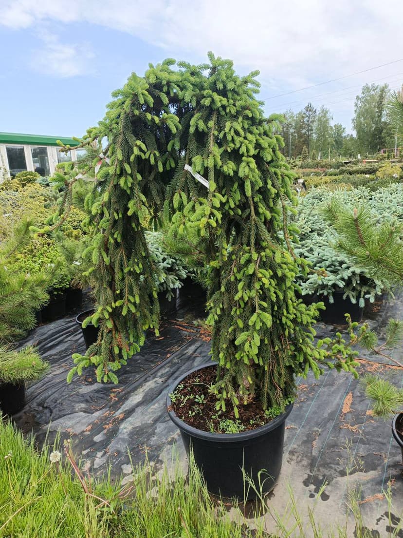 Ель обыкновенная Инверса