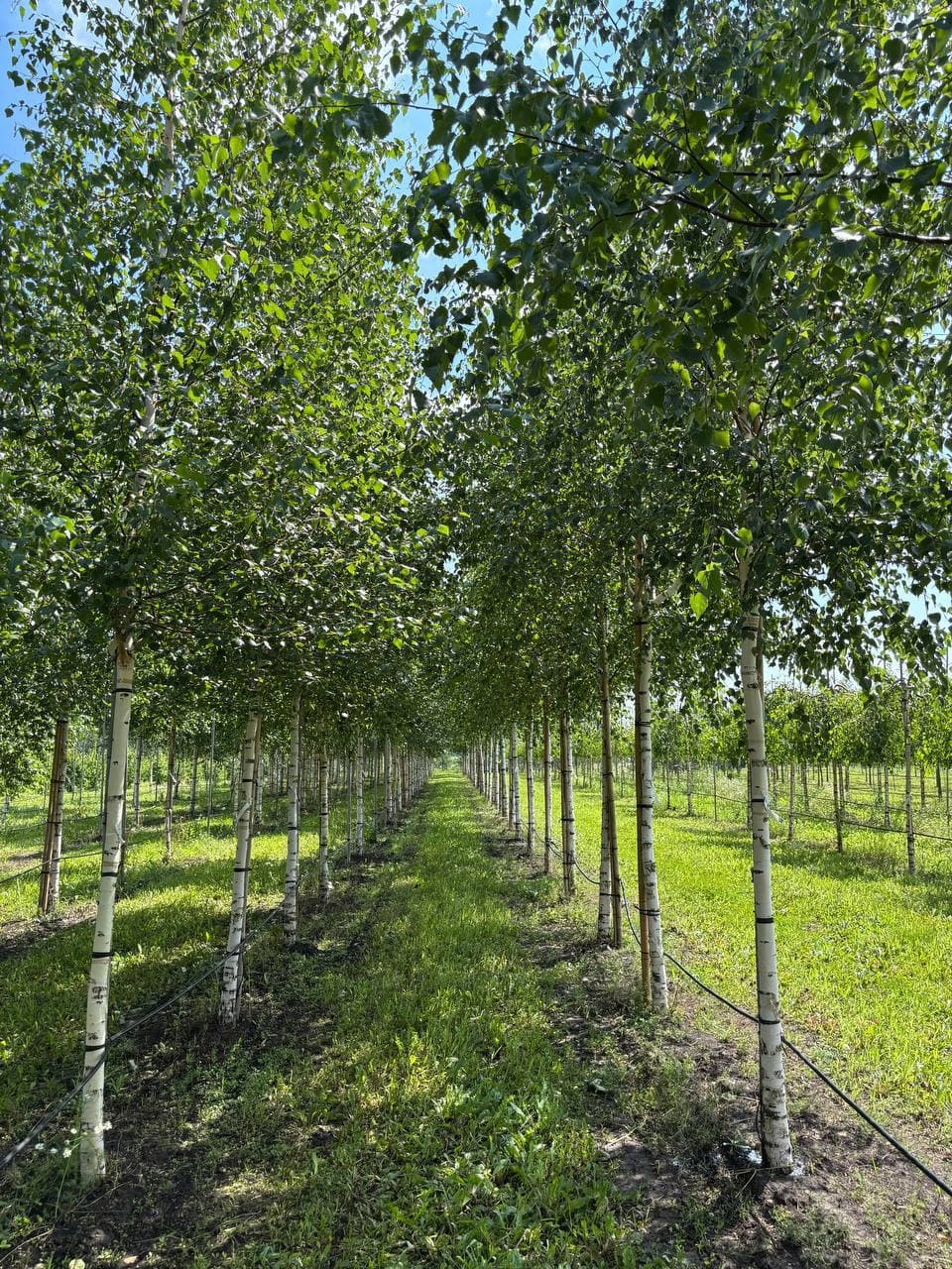 Береза повислая - изображение 1