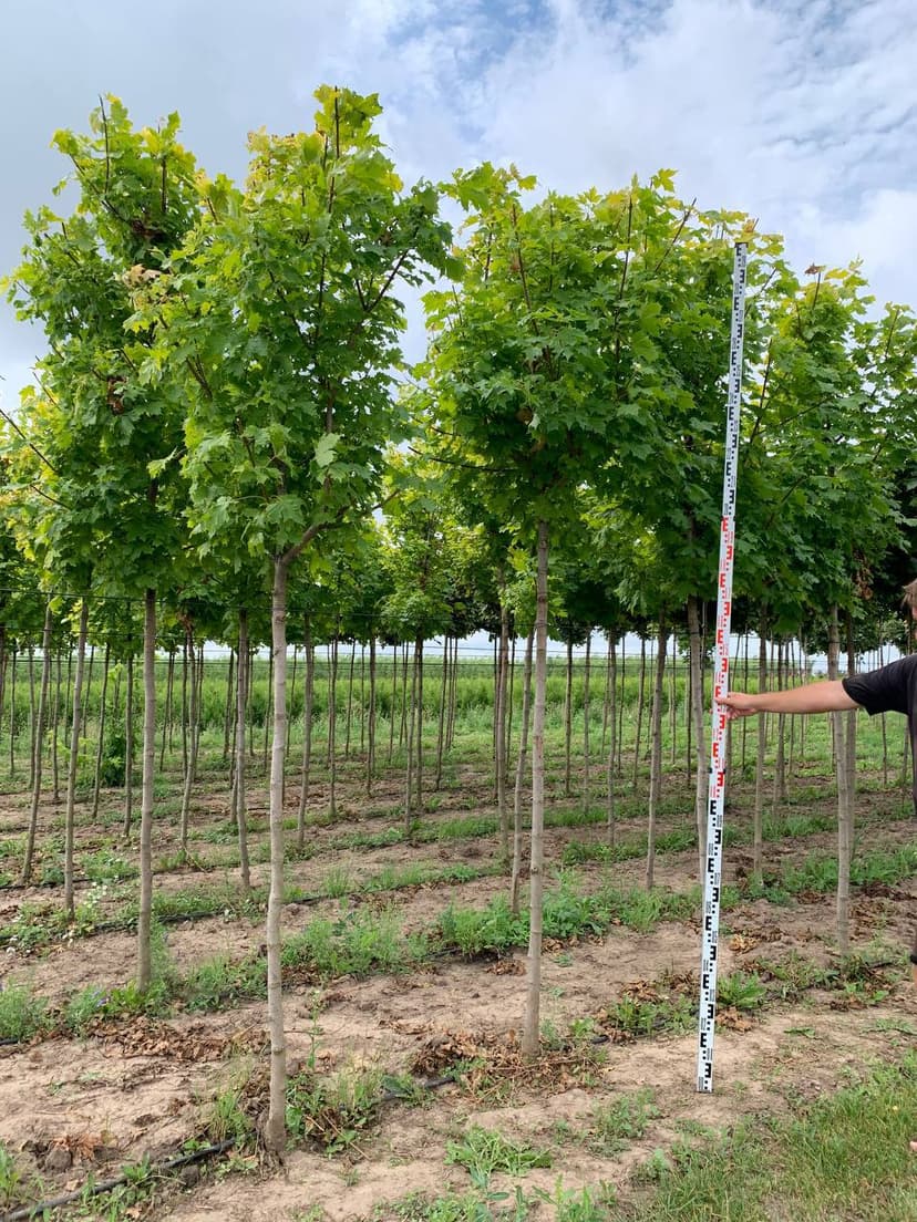 Клен остролистный Принстон Голд