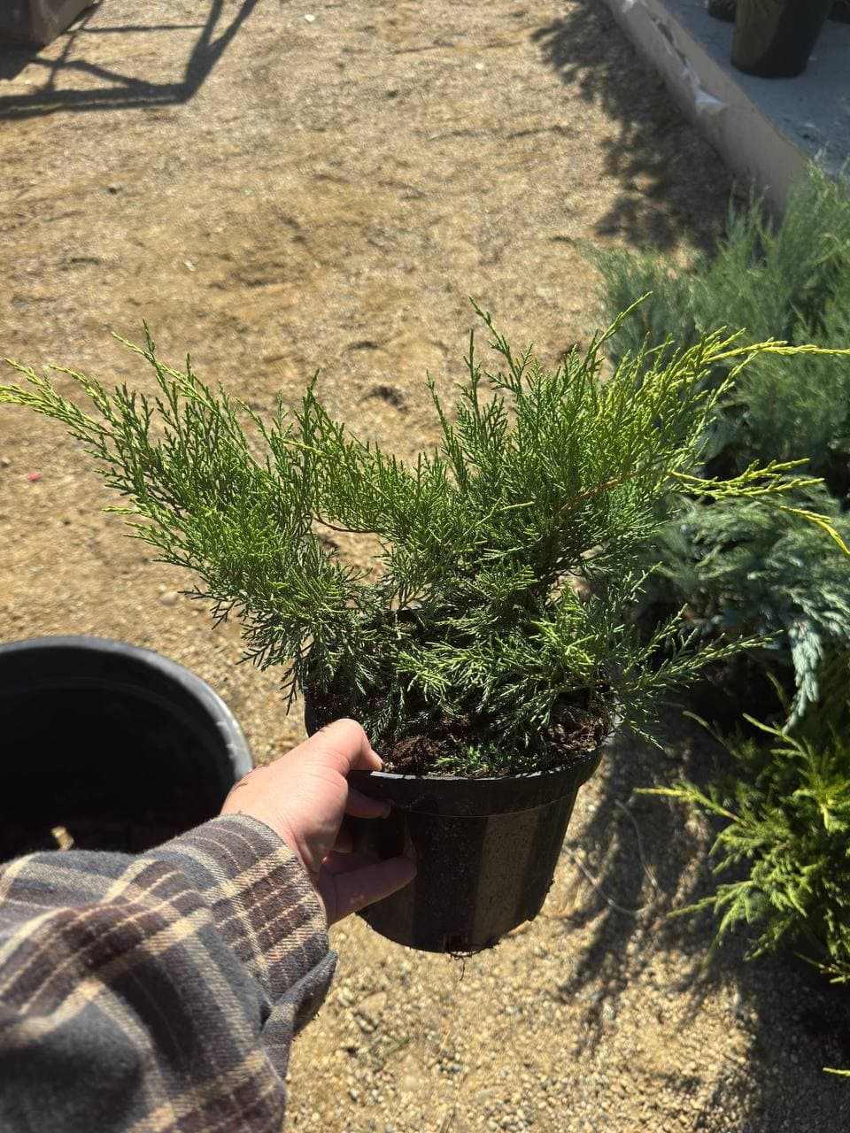 Можжевельник средний Голд Кост - изображение 1