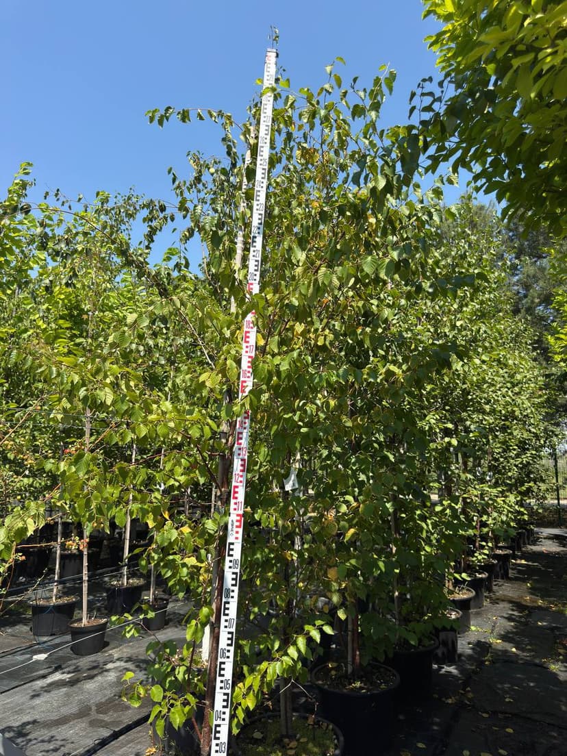 Береза бумажная