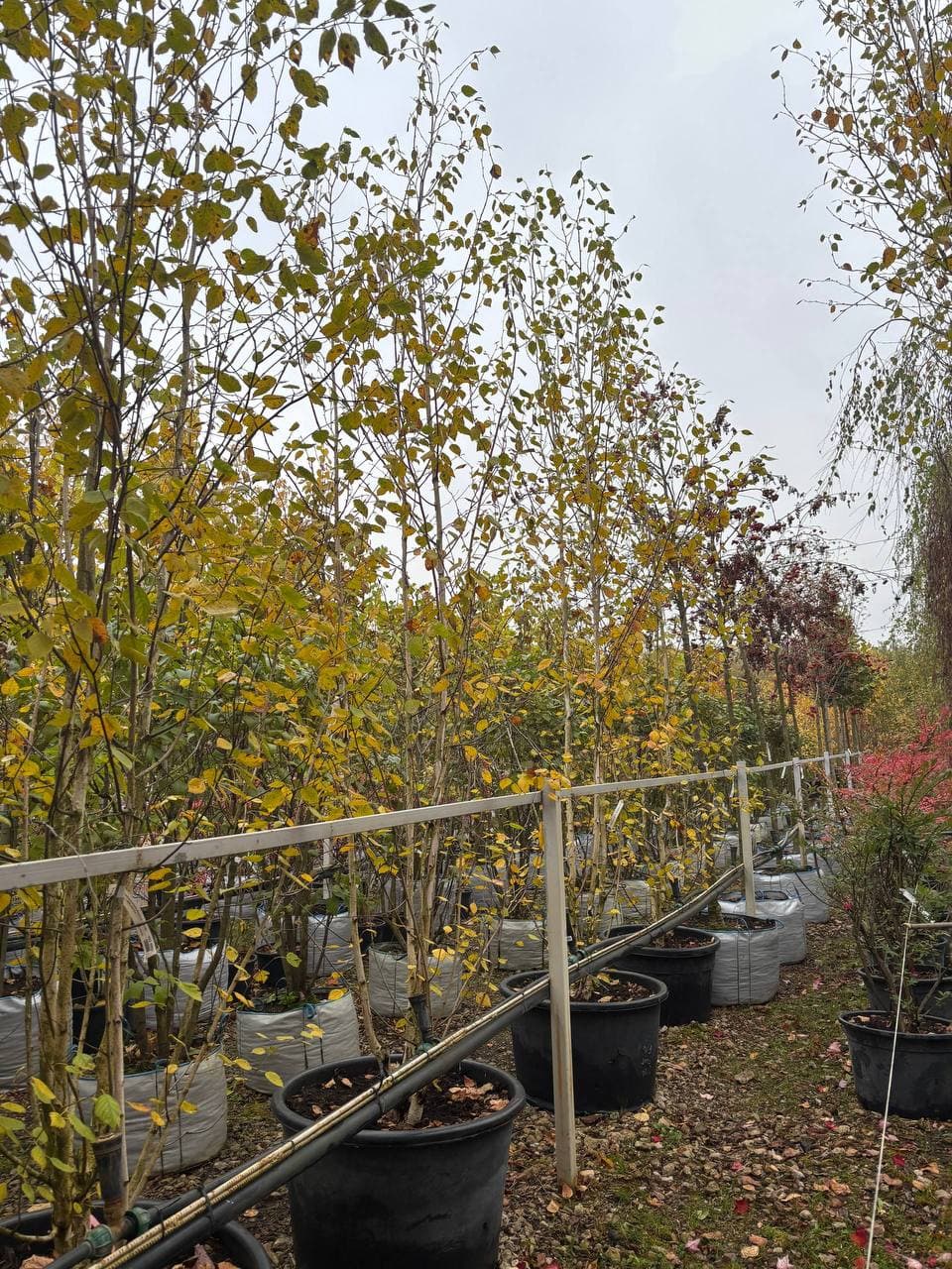 Береза повислая Жакмона - изображение 1