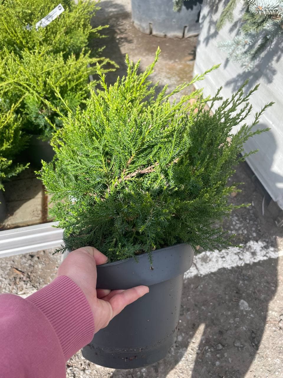 Можжевельник средний Пфитцериана Компакта - изображение 1