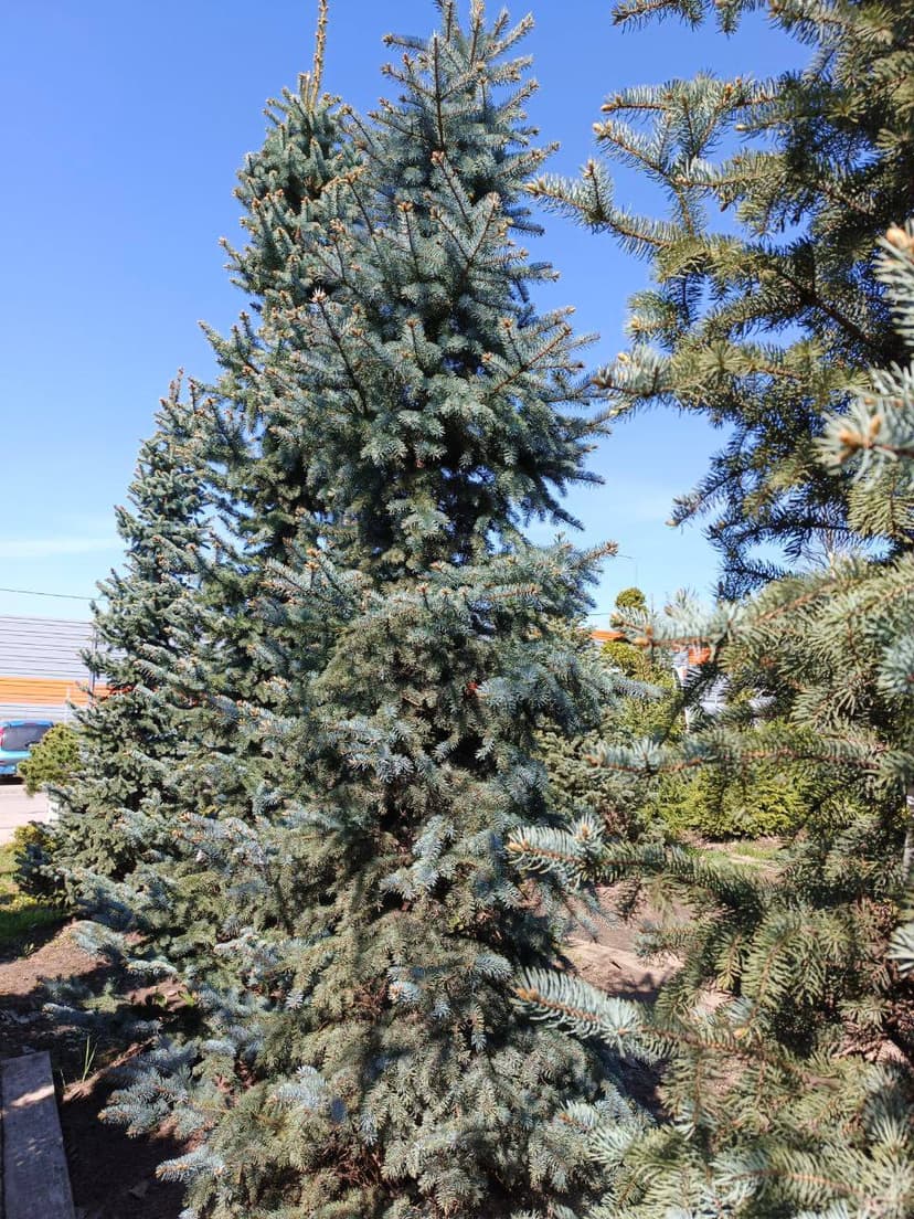 Ель колючая Бейби Блю Айс
